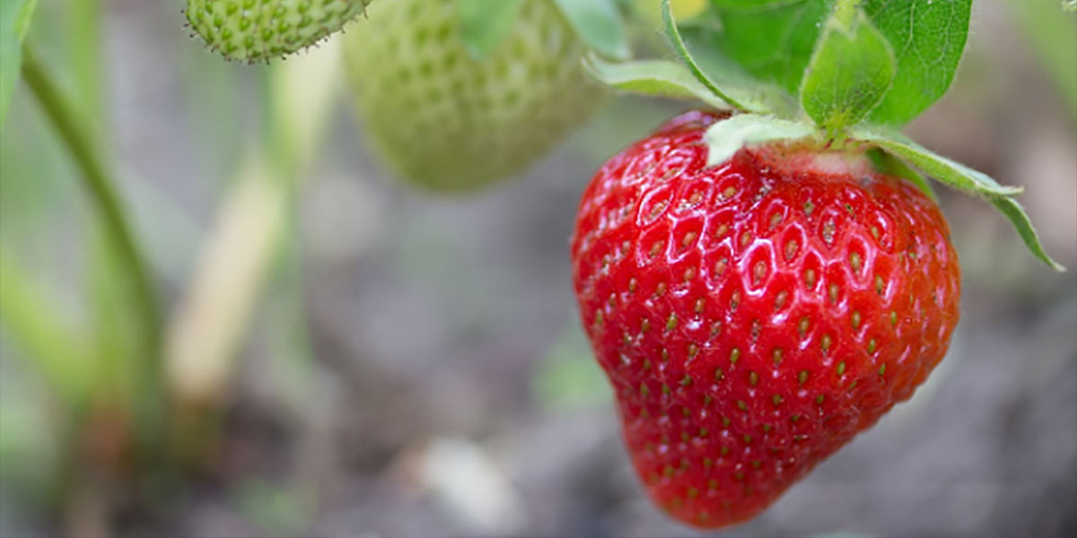 Fragole e piccoli frutti, a Huelva la stagione parte male